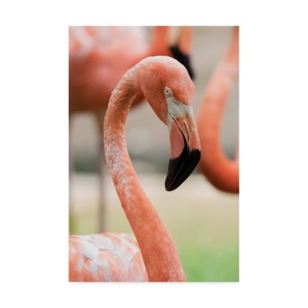 Robert Michaud 'Caribbean Flamingo' Canvas Art,16x24